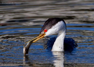 Clark's Grebe