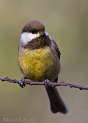 Chestnut-backed Chickadee