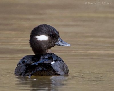Bufflehead, female