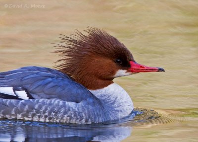 Common Merganser, female