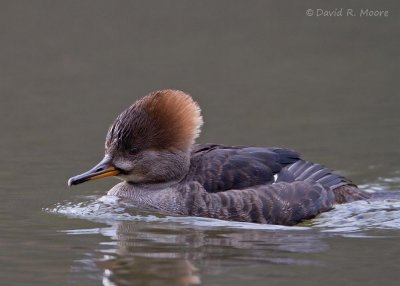 Hooded Merganser, female