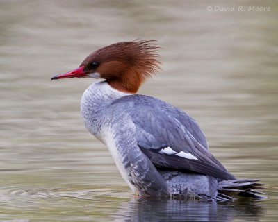 Common Merganser, female