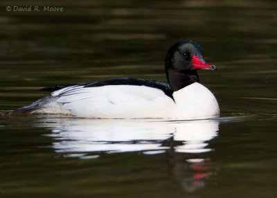 Common Merganser, male