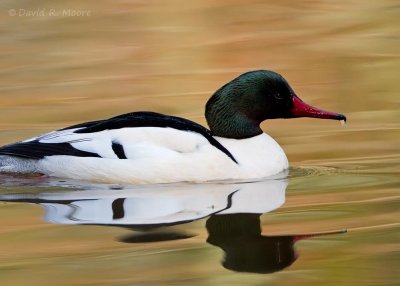 Common Merganser, male