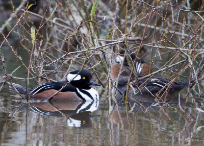 Hooded Mergansers