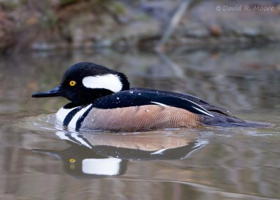 Hooded Merganser, male