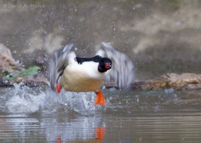 Common Merganser, male