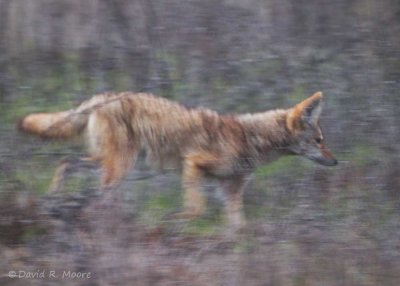 Coyote on the move
