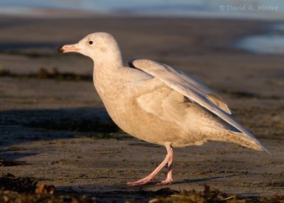 Glaucous Gull, 1st winter