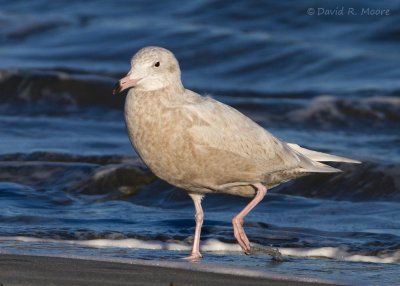 Glaucous Gull, 1st winter