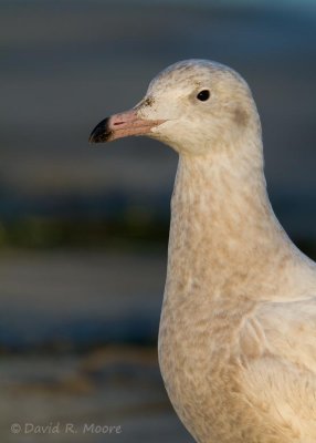 Glaucous Gull, 1st winter