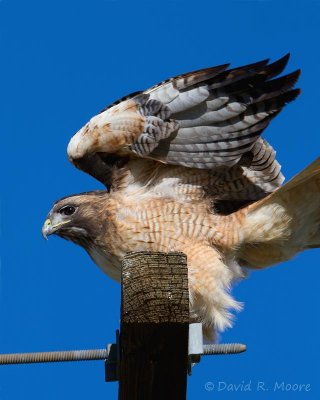 Red-tailed Hawk