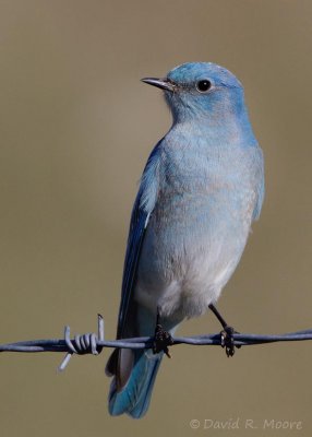 Mountain Bluebird