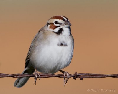 Lark Sparrow