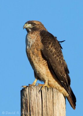 Red-tailed Hawk