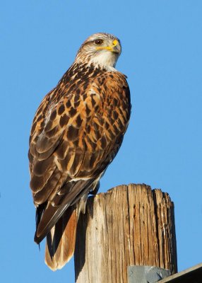 Ferruginous Hawk