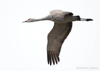 Sandhill Crane