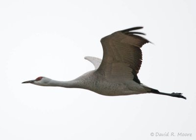 Sandhill Crane