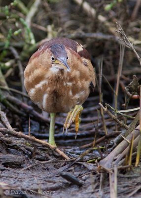 Least Bittern