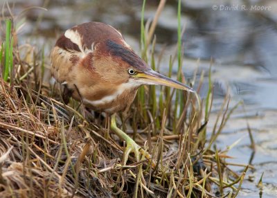 Least Bittern