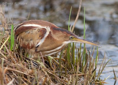 Least Bittern