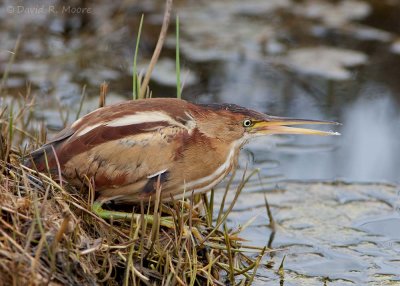 Least Bittern
