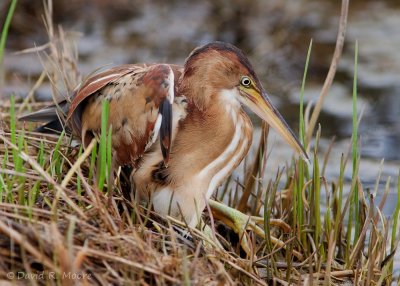 Least Bittern