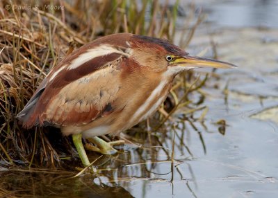 Least Bittern