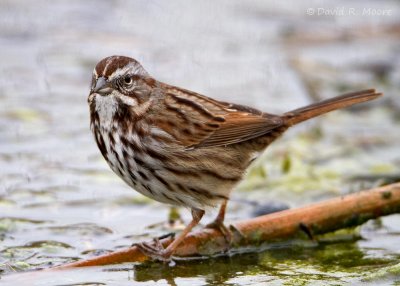 Song Sparrow