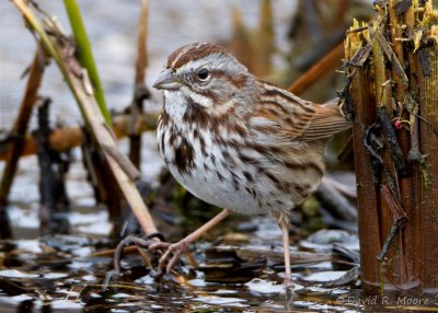 Song Sparrow