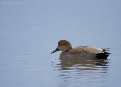 Gadwall