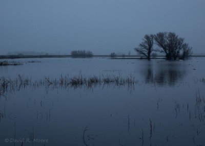 Morning at Merced NWR