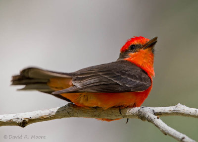Vermilion Flycatcher