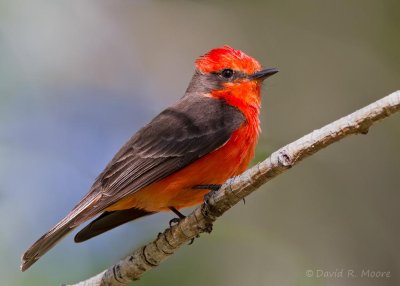 Vermilion Flycatcher, male