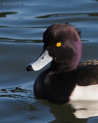 Tufted Duck