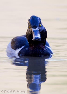 Ring-necked Duck
