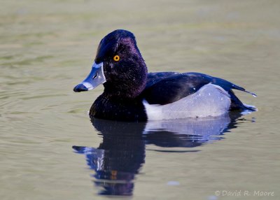 Ring-necked Duck