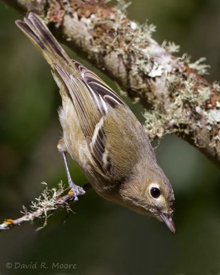 Hutton's Vireo