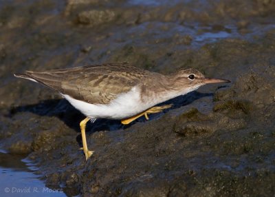 Spotted Sandpiper