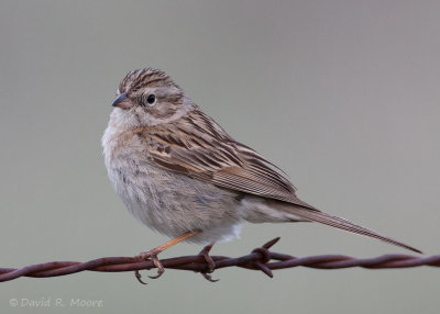 Brewer's Sparrow
