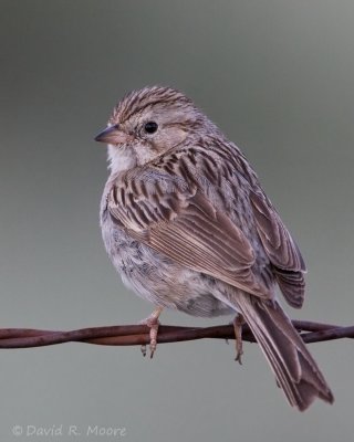 Brewer's Sparrow