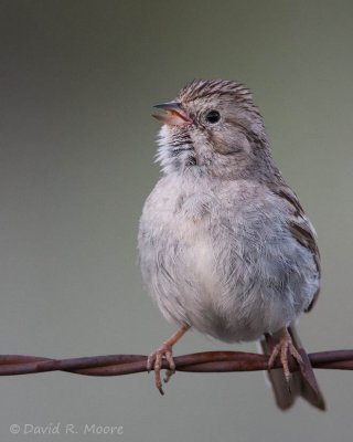 Brewer's Sparrow