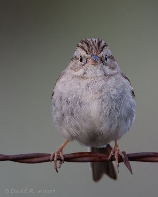 Brewer's Sparrow
