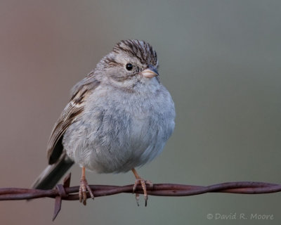 Brewer's Sparrow