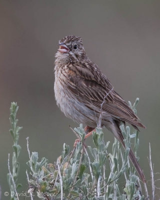 Vesper Sparrow