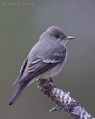 Western Wood-Pewee