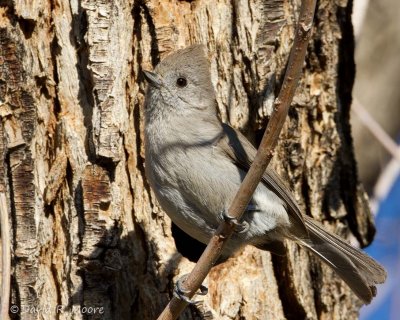 Oak Titmouse