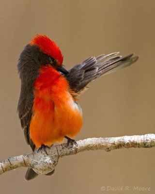 Vermilion Flycatcher, male