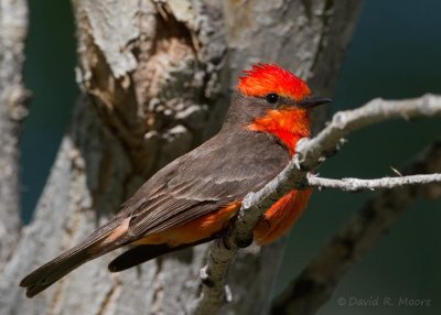Vermilion Flycatcher, male
