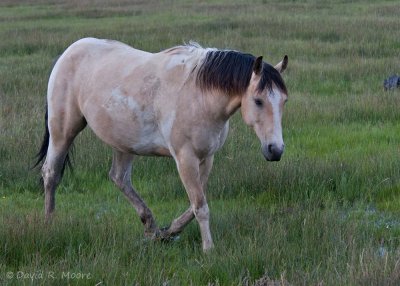 Friendly horse coming to visit